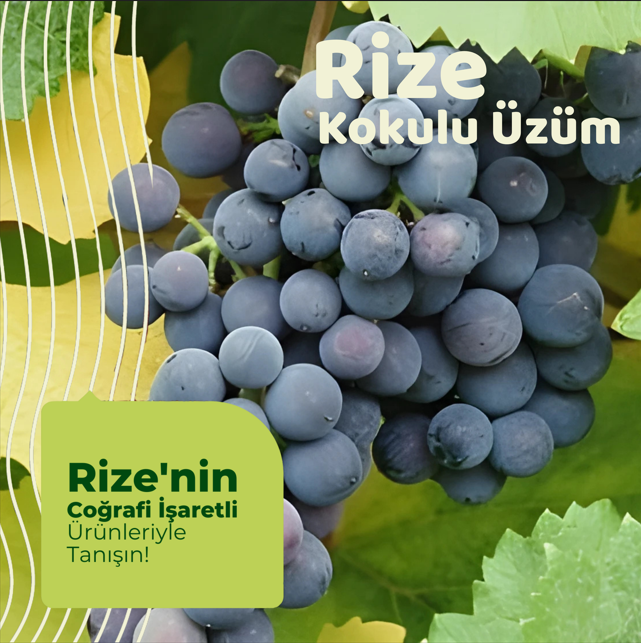 Rize Kokulu Üzümü